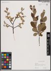 Foto von Salix aurita L.